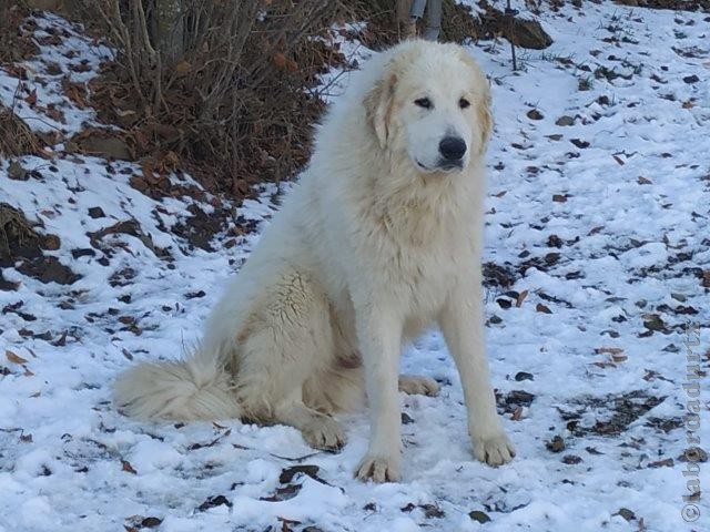 Perro de Montana del Pirineo