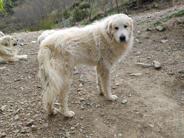 Perro de Montana del Pirineo