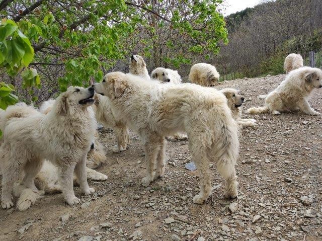 Perro de Montana del Pirineo