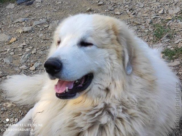 Perro de Montana del Pirineo