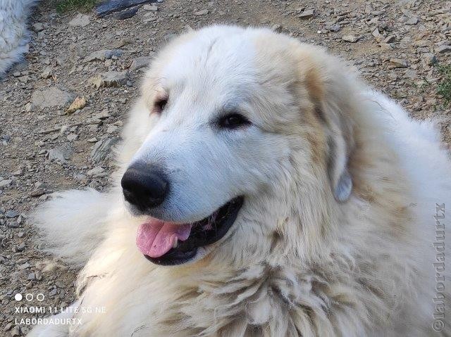 Perro de Montana del Pirineo