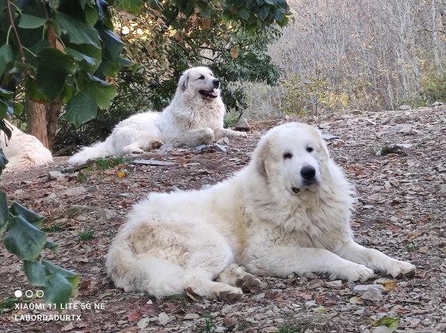 Perro de Montana del Pirineo