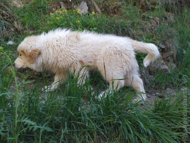 Perro de Montana del Pirineo