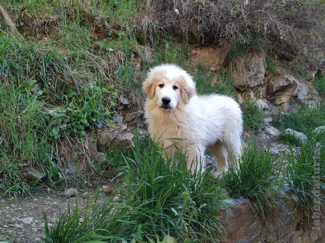 Perro de Montana del Pirineo