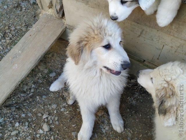 Perro de Montana del Pirineo