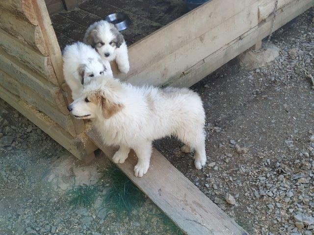 Perro de Montana del Pirineo