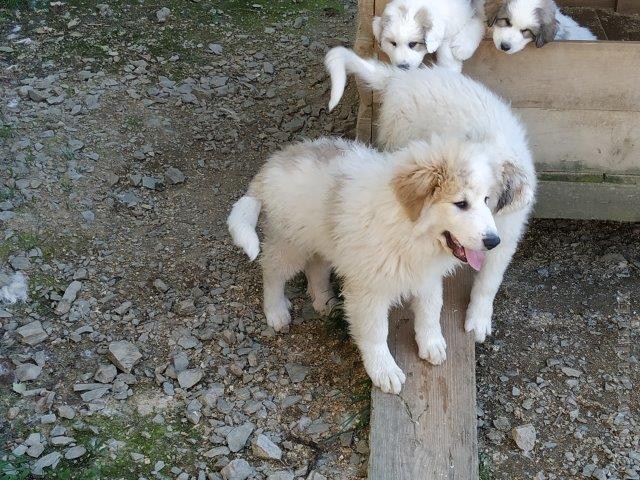 Perro de Montana del Pirineo