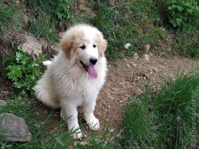 Perro de Montana del Pirineo