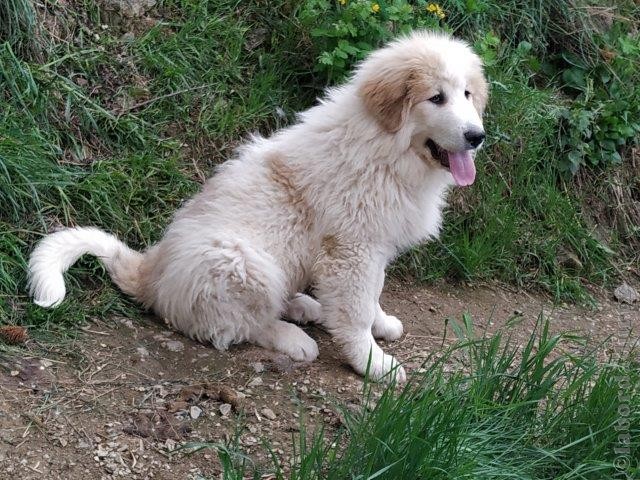 Perro de Montana del Pirineo