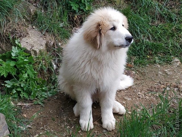 Perro de Montana del Pirineo