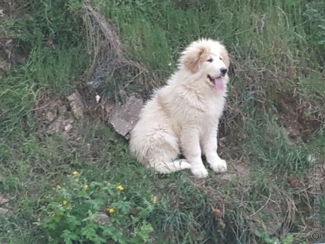 Perro de Montana del Pirineo