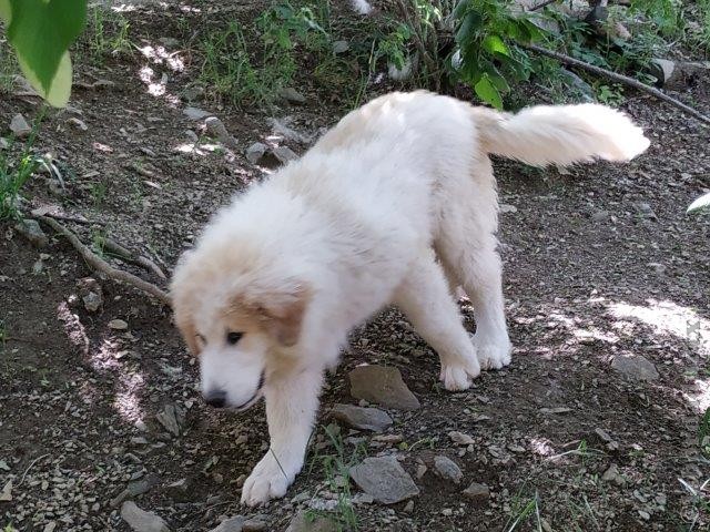 Perro de Montana del Pirineo