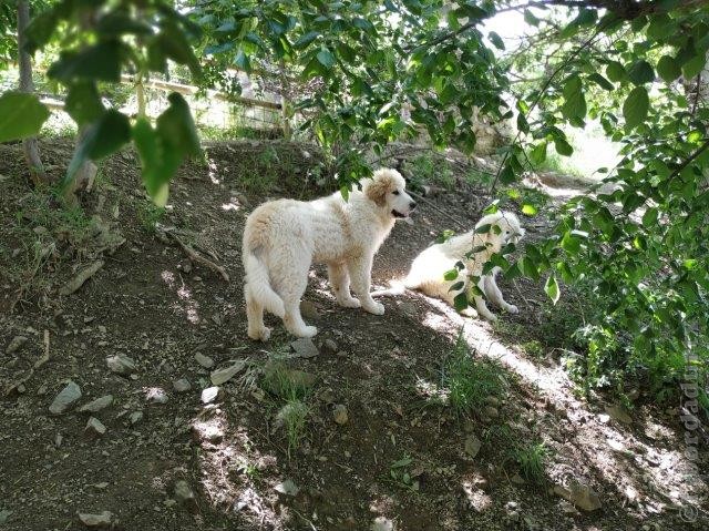 Perro de Montana del Pirineo