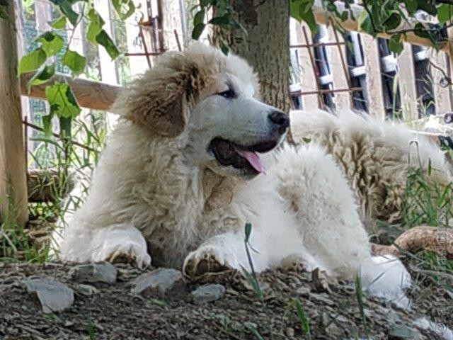 Perro de Montana del Pirineo