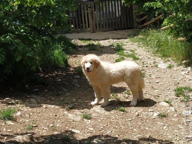 Perro de Montana del Pirineo