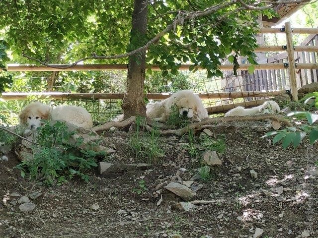 Perro de Montana del Pirineo