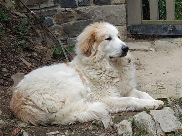 Perro de Montana del Pirineo