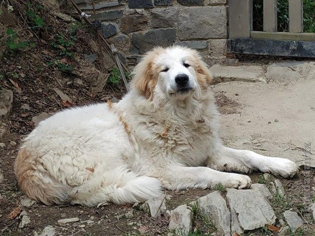 Perro de Montana del Pirineo