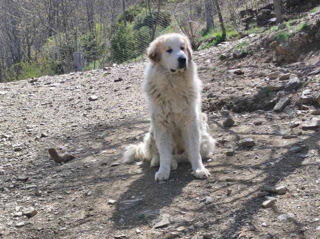 Perro de Montana del Pirineo