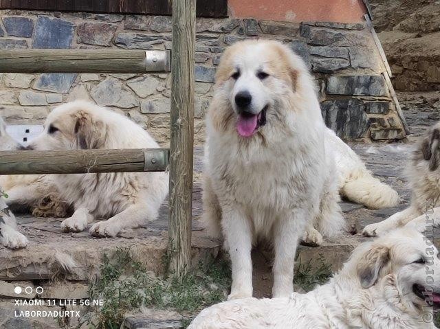 Perro de Montana del Pirineo