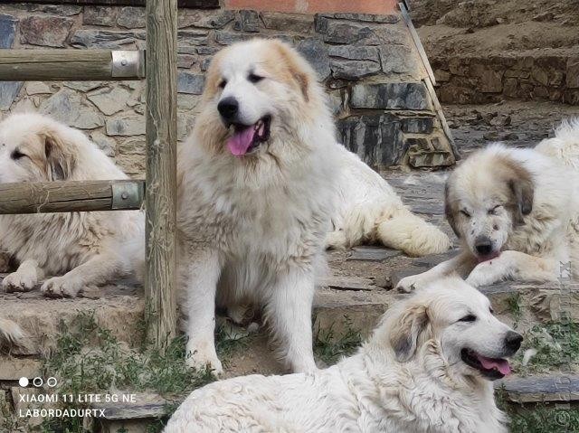 Perro de Montana del Pirineo