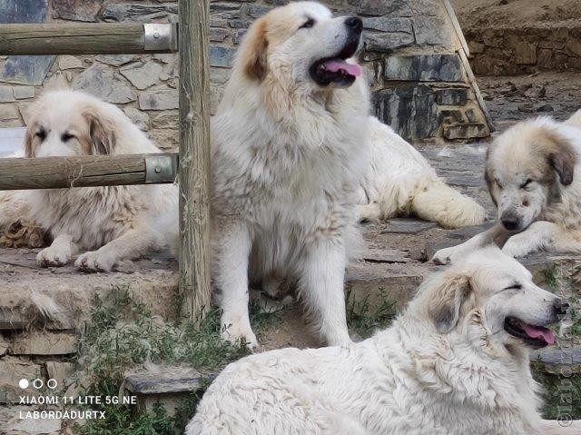 Perro de Montana del Pirineo