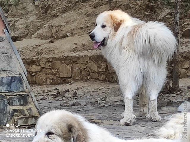 Perro de Montana del Pirineo