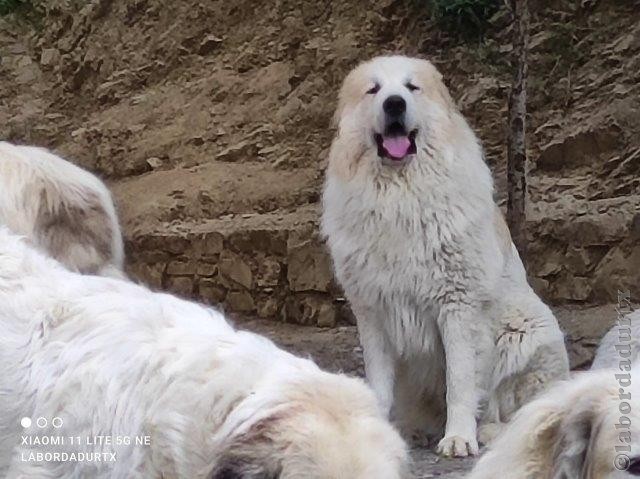 Perro de Montana del Pirineo