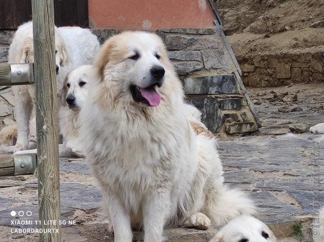 Perro de Montana del Pirineo