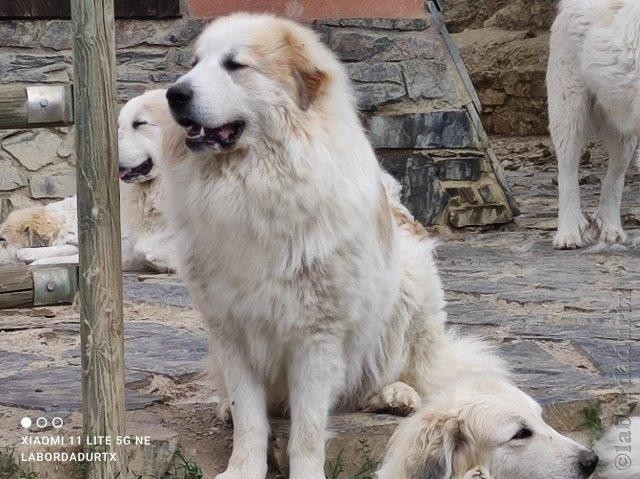 Perro de Montana del Pirineo