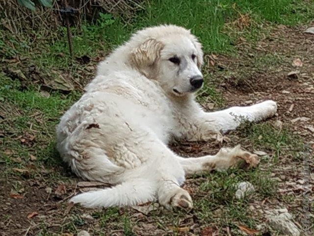 Perro de Montana del Pirineo