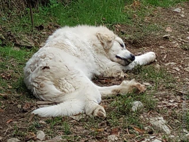 Perro de Montana del Pirineo