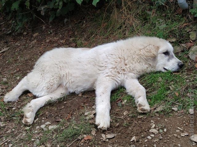 Perro de Montana del Pirineo