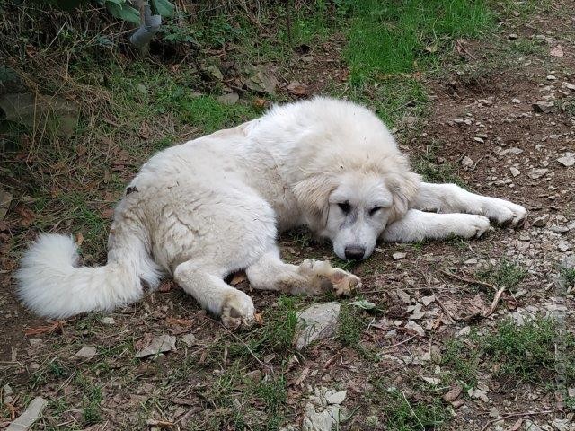 Perro de Montana del Pirineo