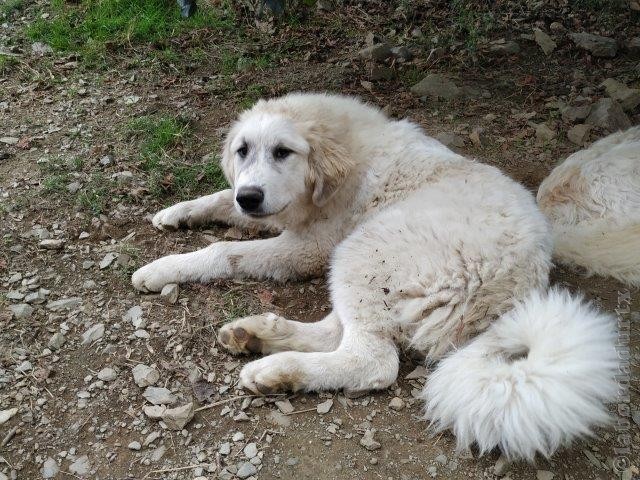 Perro de Montana del Pirineo