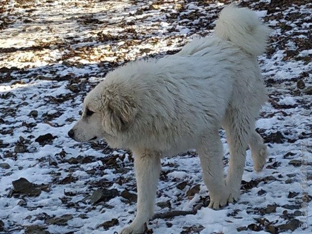 Perro de Montana del Pirineo