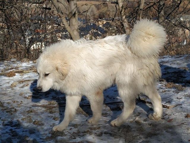 Perro de Montana del Pirineo