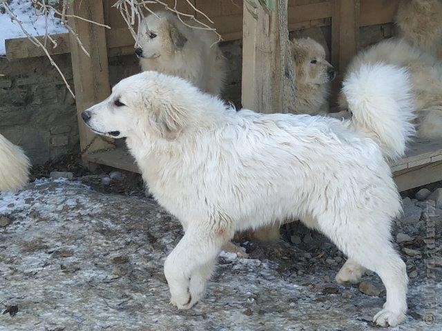 Perro de Montana del Pirineo