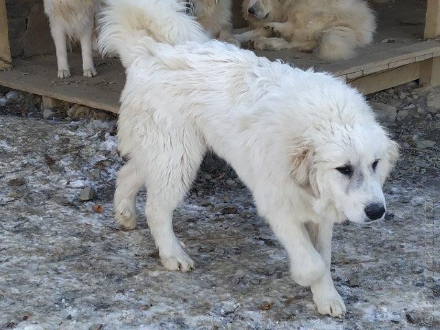 Perro de Montana del Pirineo