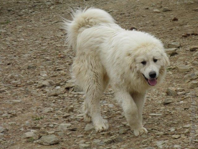 Perro de Montana del Pirineo