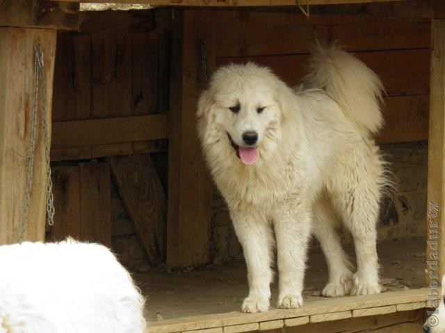 Perro de Montana del Pirineo