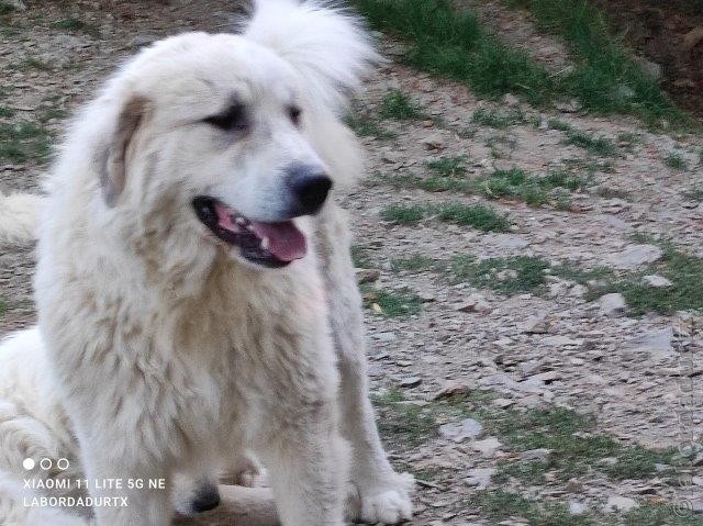 Perro de Montana del Pirineo