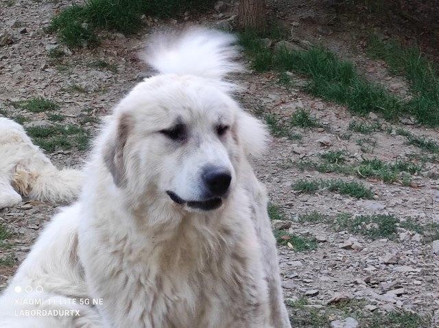 Perro de Montana del Pirineo