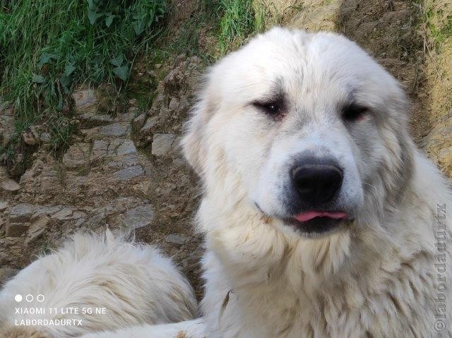 Perro de Montana del Pirineo