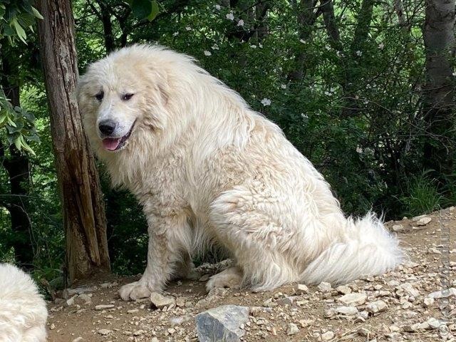 Perro de Montana del Pirineo