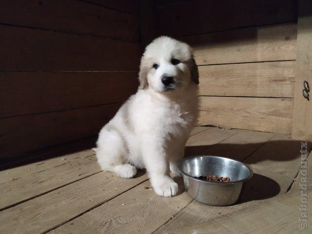 Perro de Montana del Pirineo