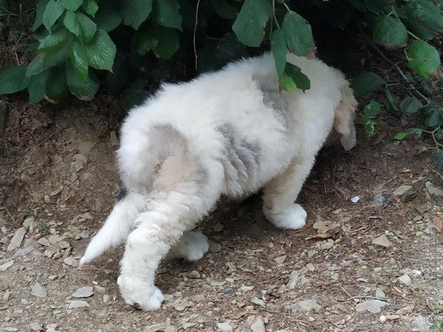 Perro de Montana del Pirineo