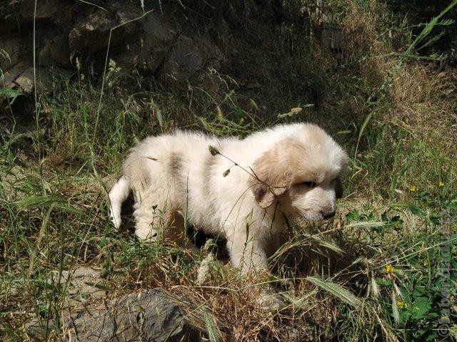 Perro de Montana del Pirineo