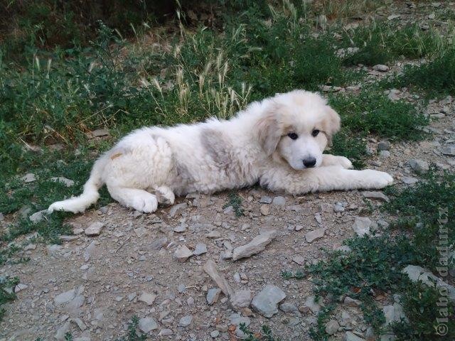 Perro de Montana del Pirineo