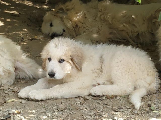 Perro de Montana del Pirineo